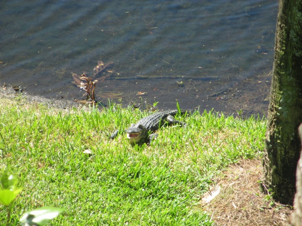 Basking Alligator by Derek de Witt