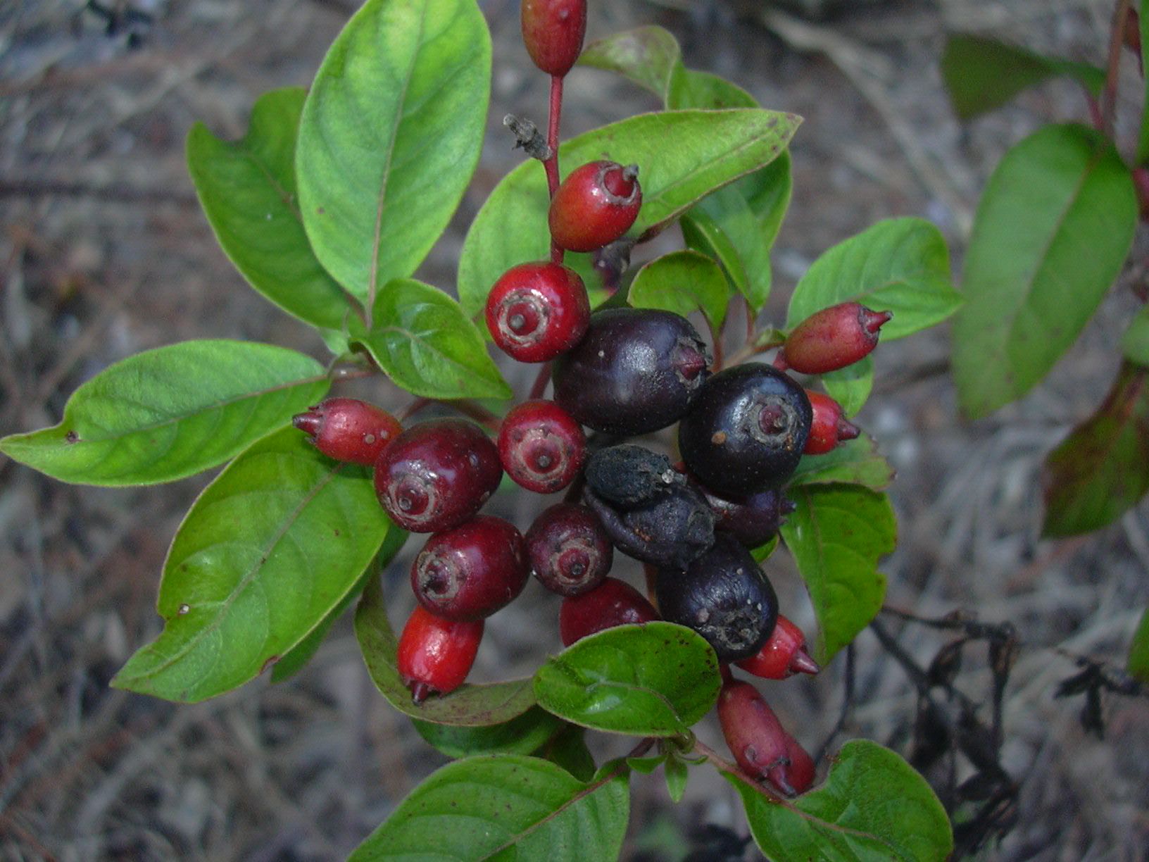 Firebush Berries