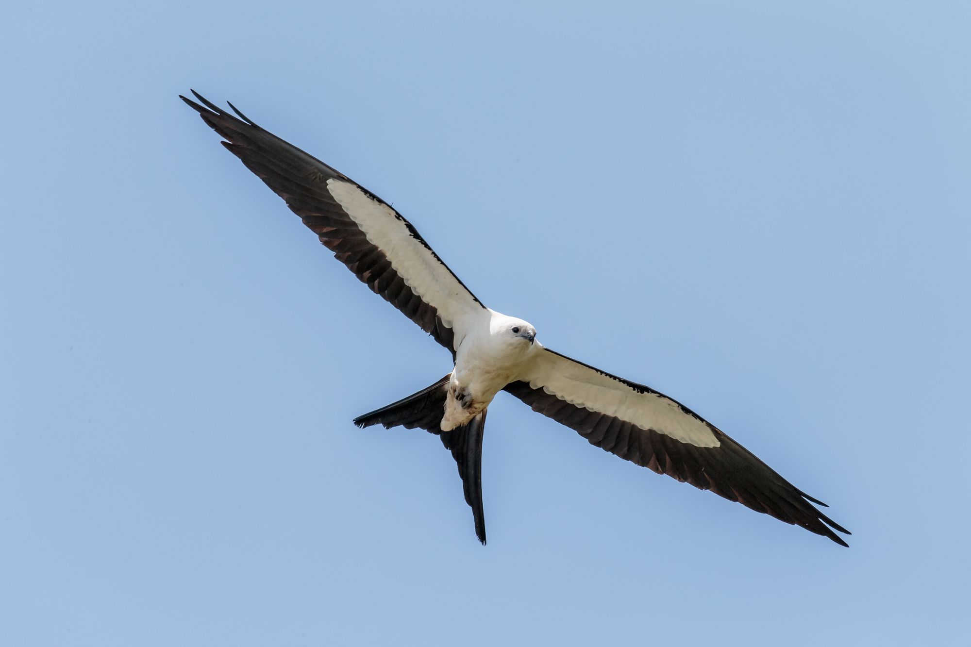 Swallow-tail kite by Andy Morffew, Flickr