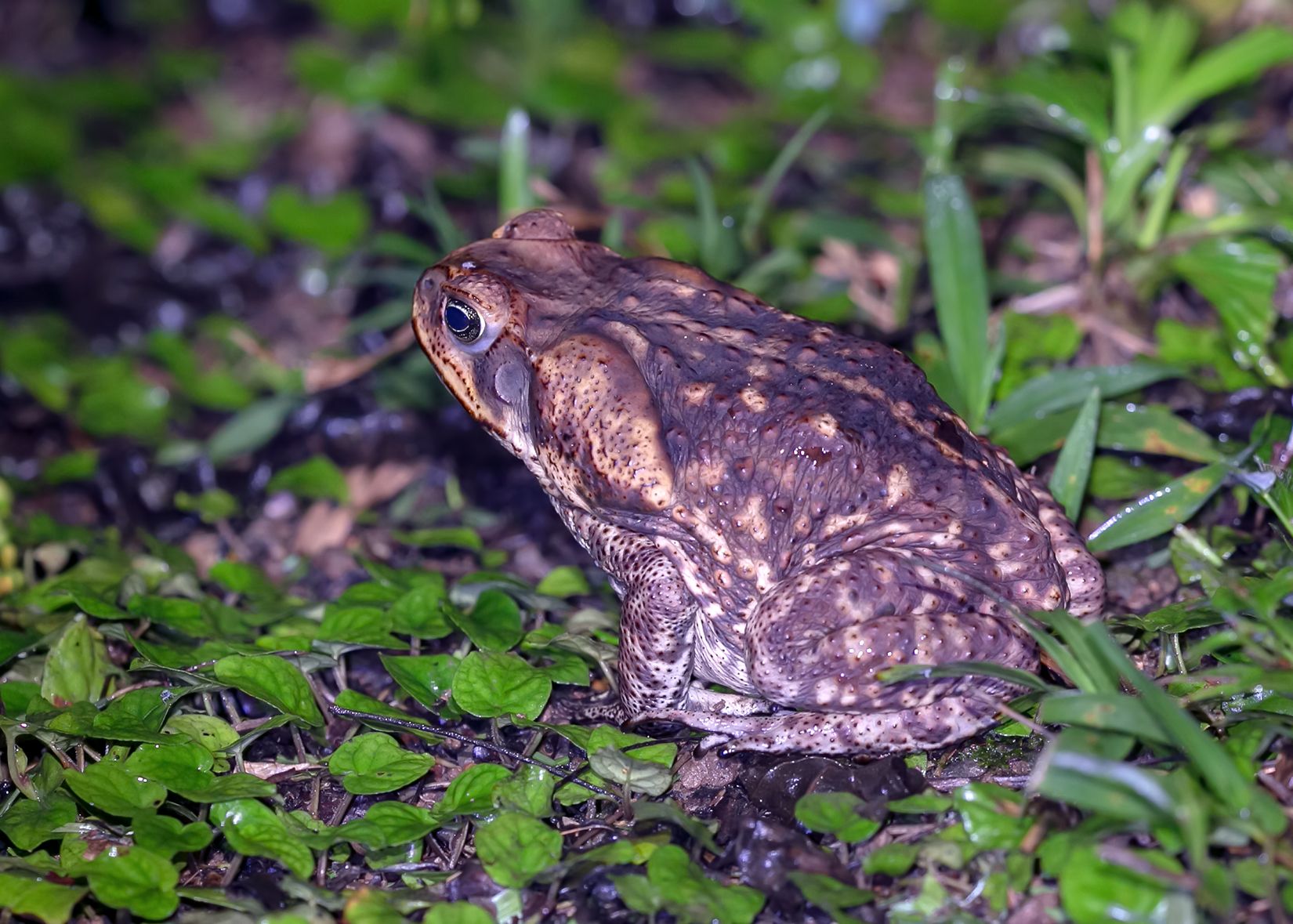 Cane Toad by Charlie Jackson, Flickr