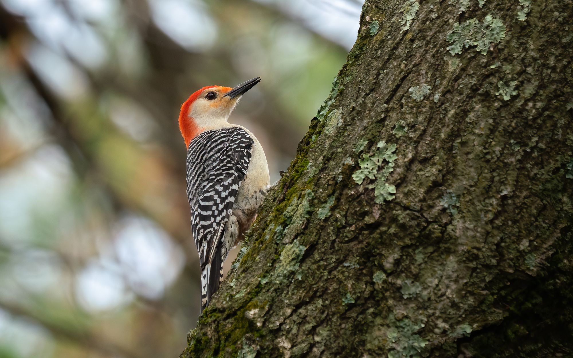 Red-bellied Woodpecker by John Brighenti, Flickr