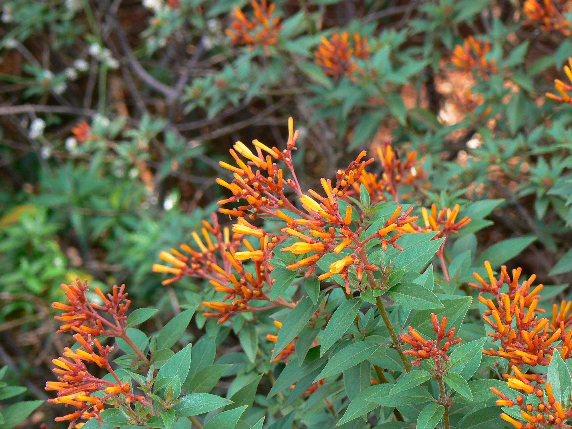 Firebush Plant in Bloom