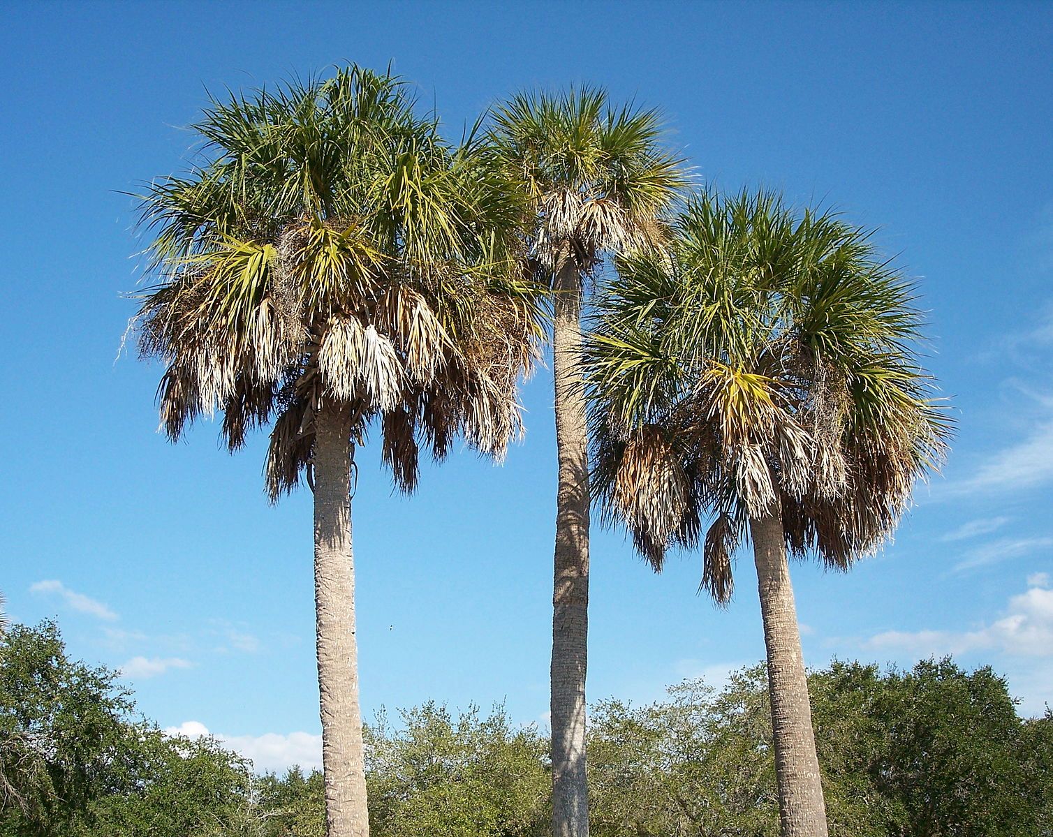 Sabal palmettos by Mmcknight4, Wikimedia Commons