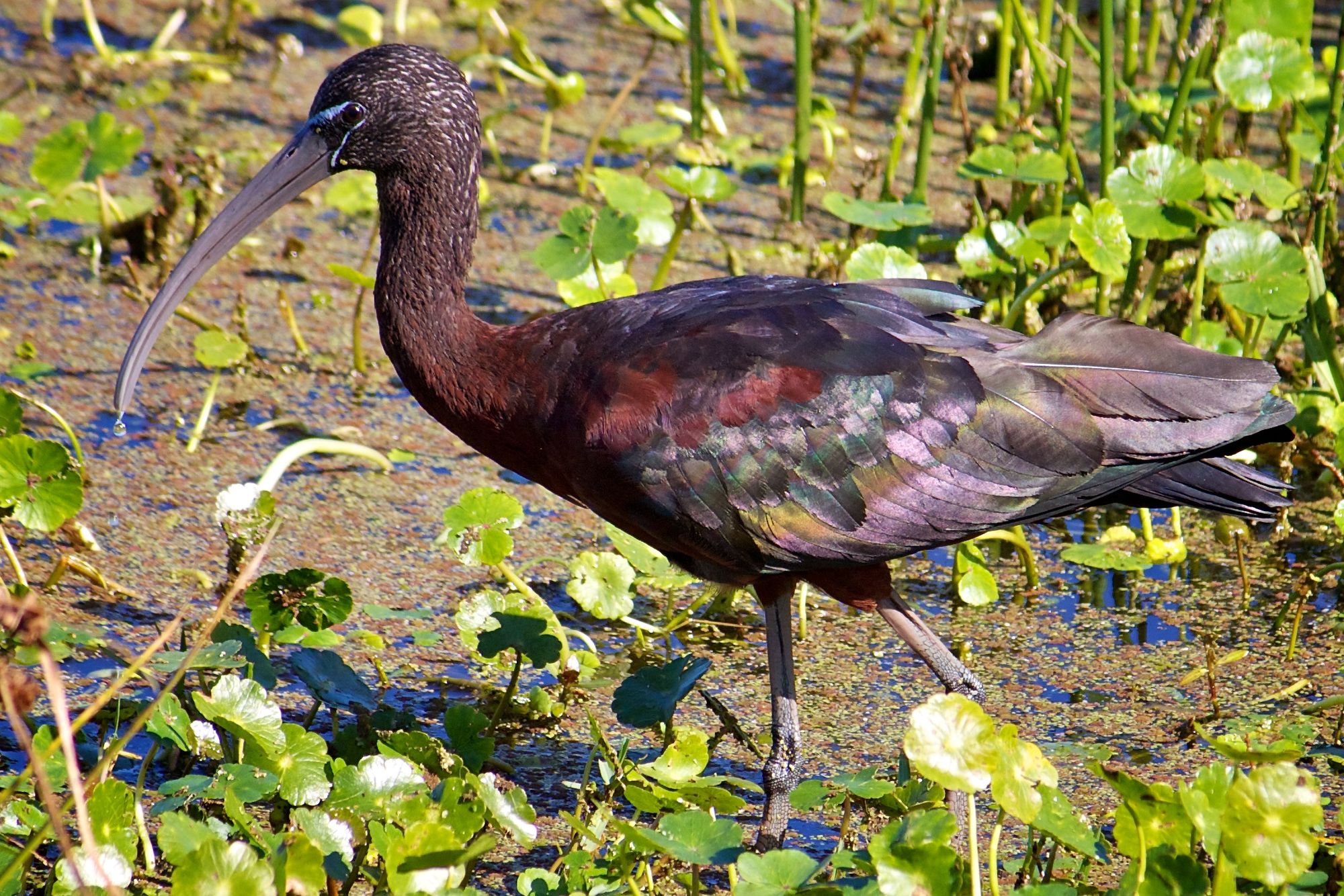 Glossy ibis by US Fish and Wildlife Service, Flickr