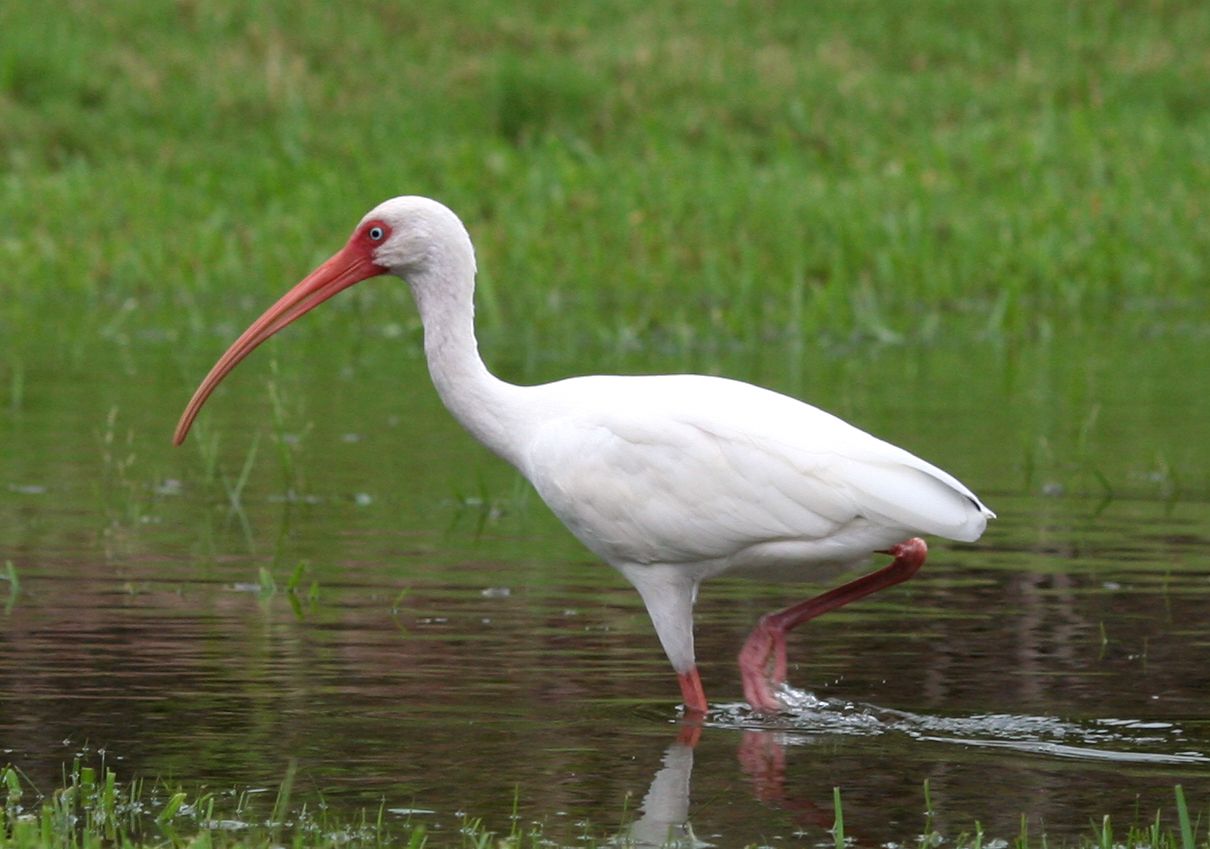 American White Ibis by Terry Foote, Wikimedia Commons