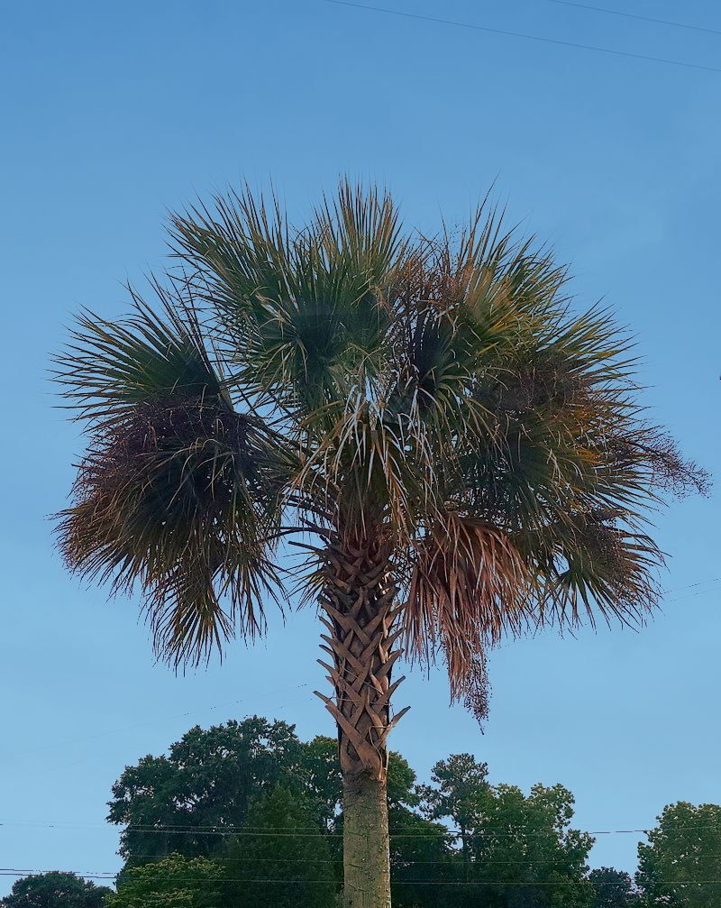 Palm Tree by Skuzbucket, Wikimedia Commons