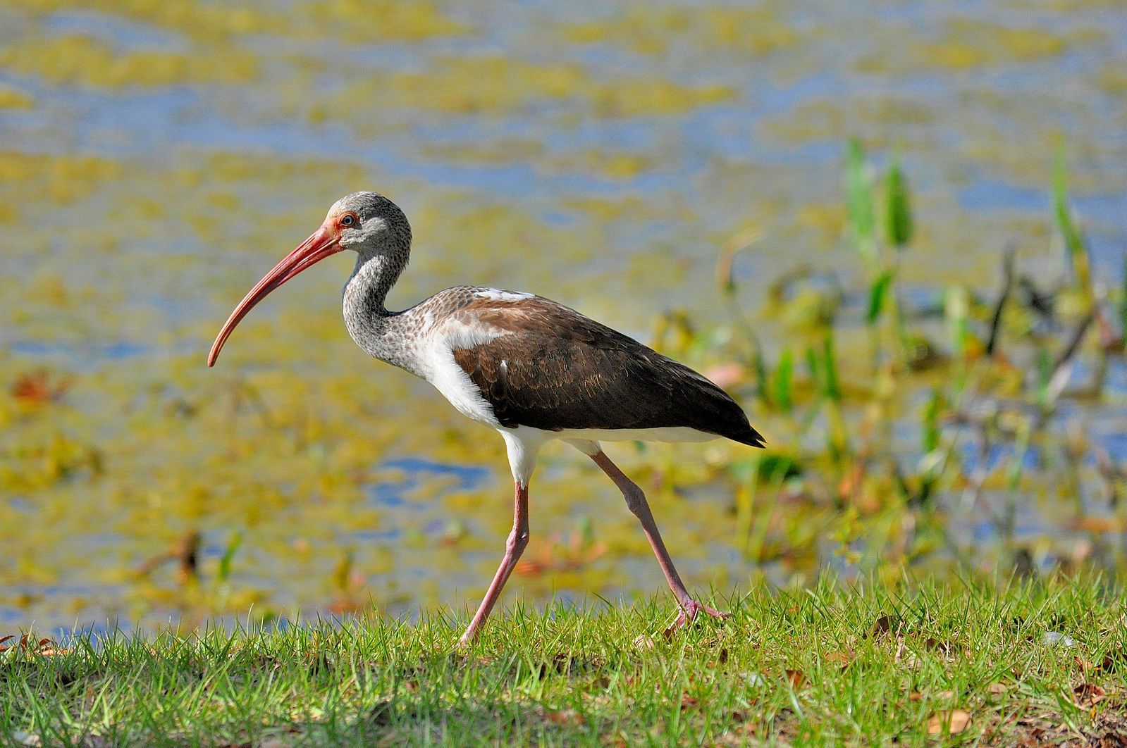 Juvenile American White Ibis by Frederic Knapp, Wikimedia Commons