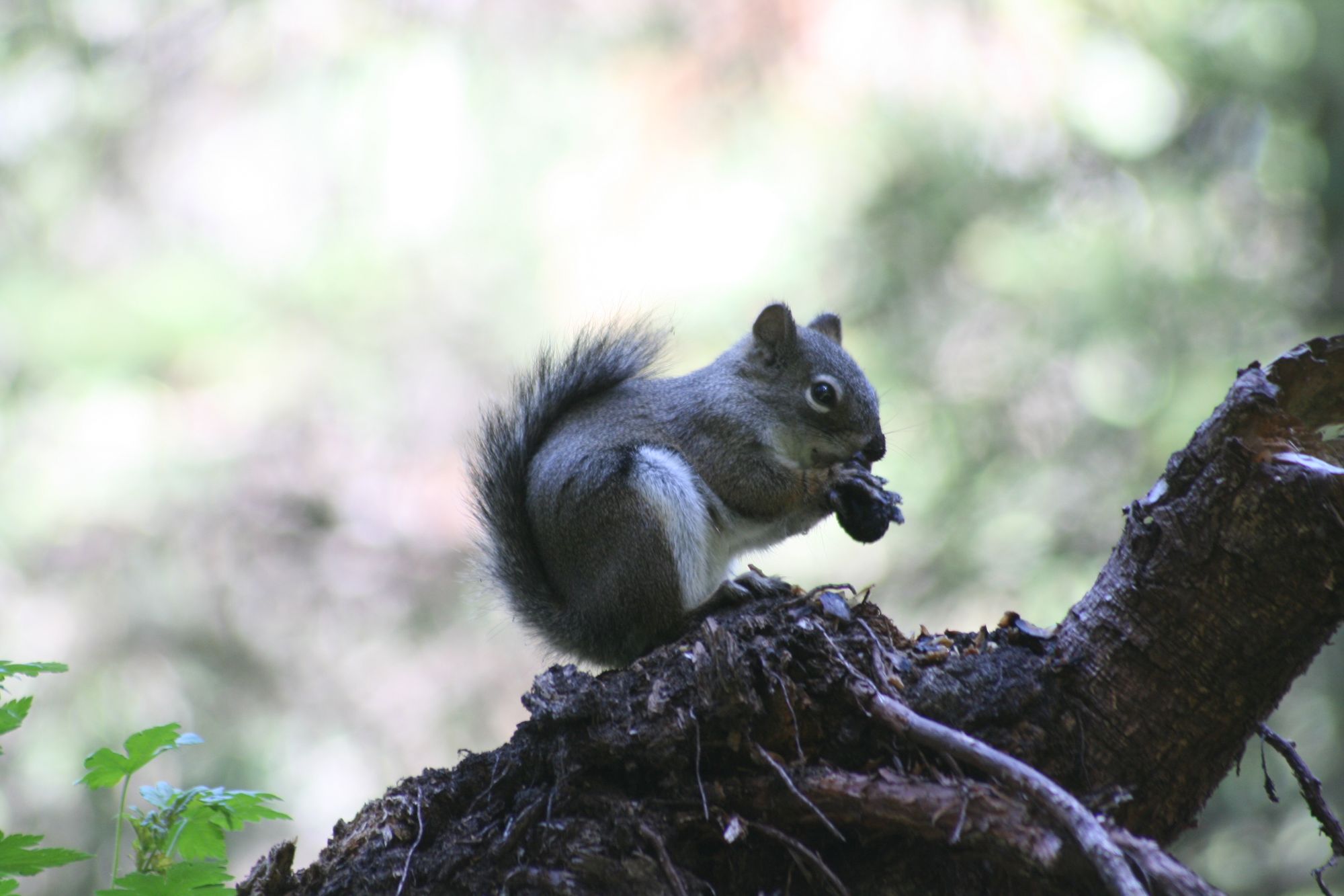 Squirrel eating an acorn by Intermountain Forest Service, Flickr