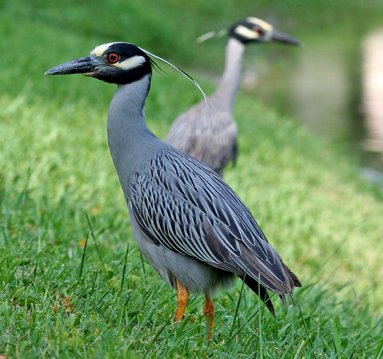 Yellow-crowned night heron by Terry Foote, Wikimedia Commons