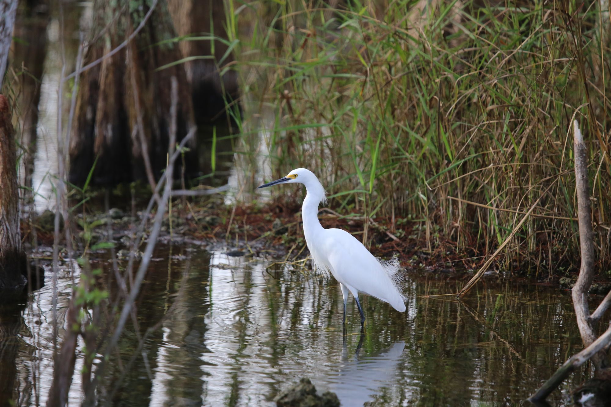 Snowy egret by cuatrok77, Flickr