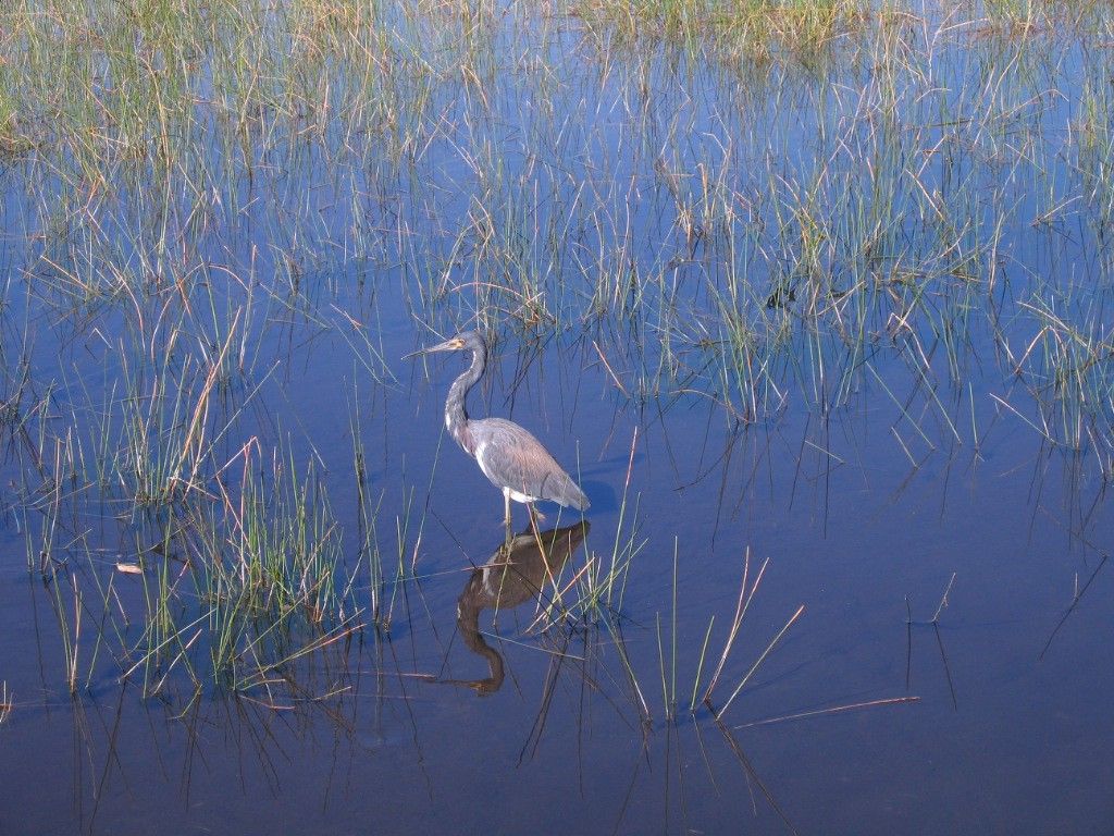 Tricolored heron by Derek de Witt