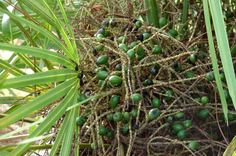 Saw palmetto berries by Pollywog Creek, Flickr