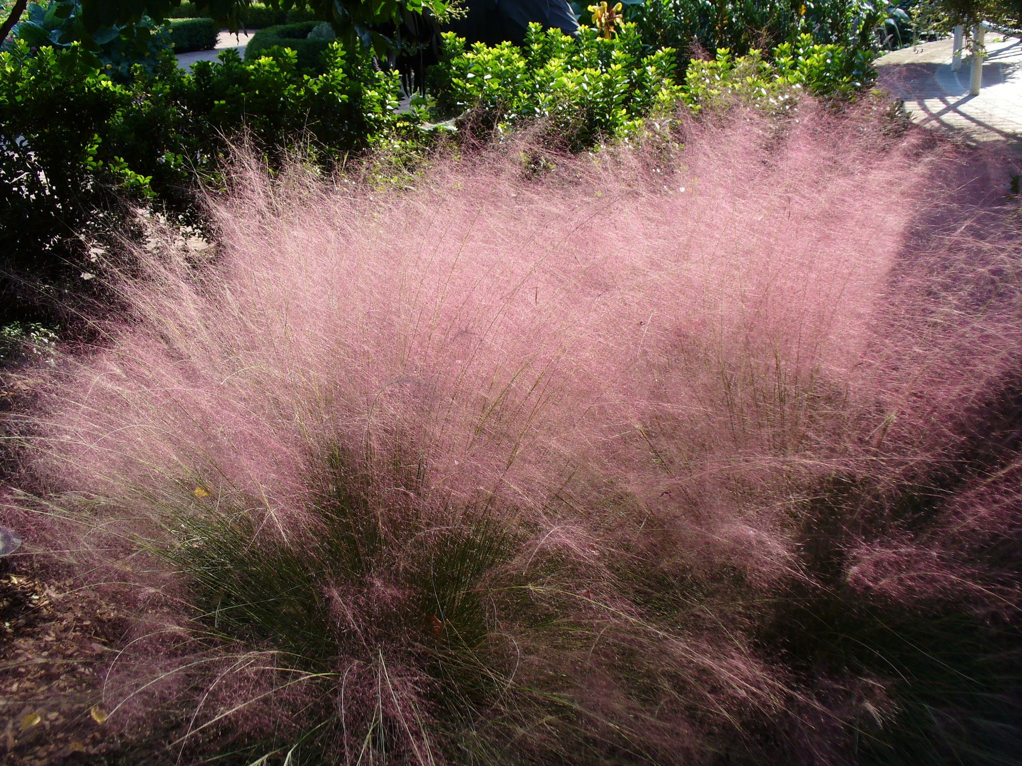 Muhly grass by Ken Kennedy, Flickr