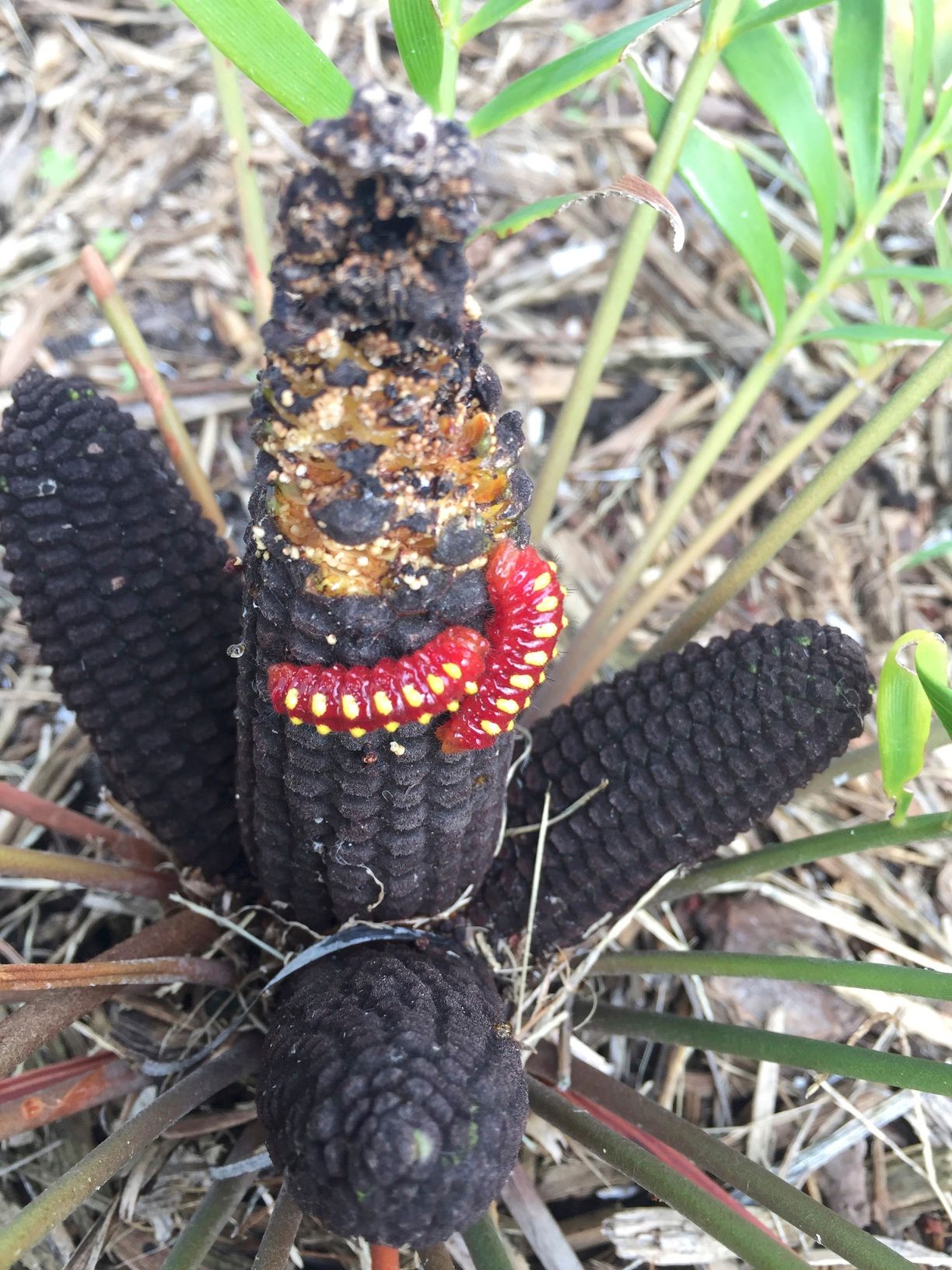 Atala Larvae eating Coontie Seed Cone by Adam Skowronski, Flickr