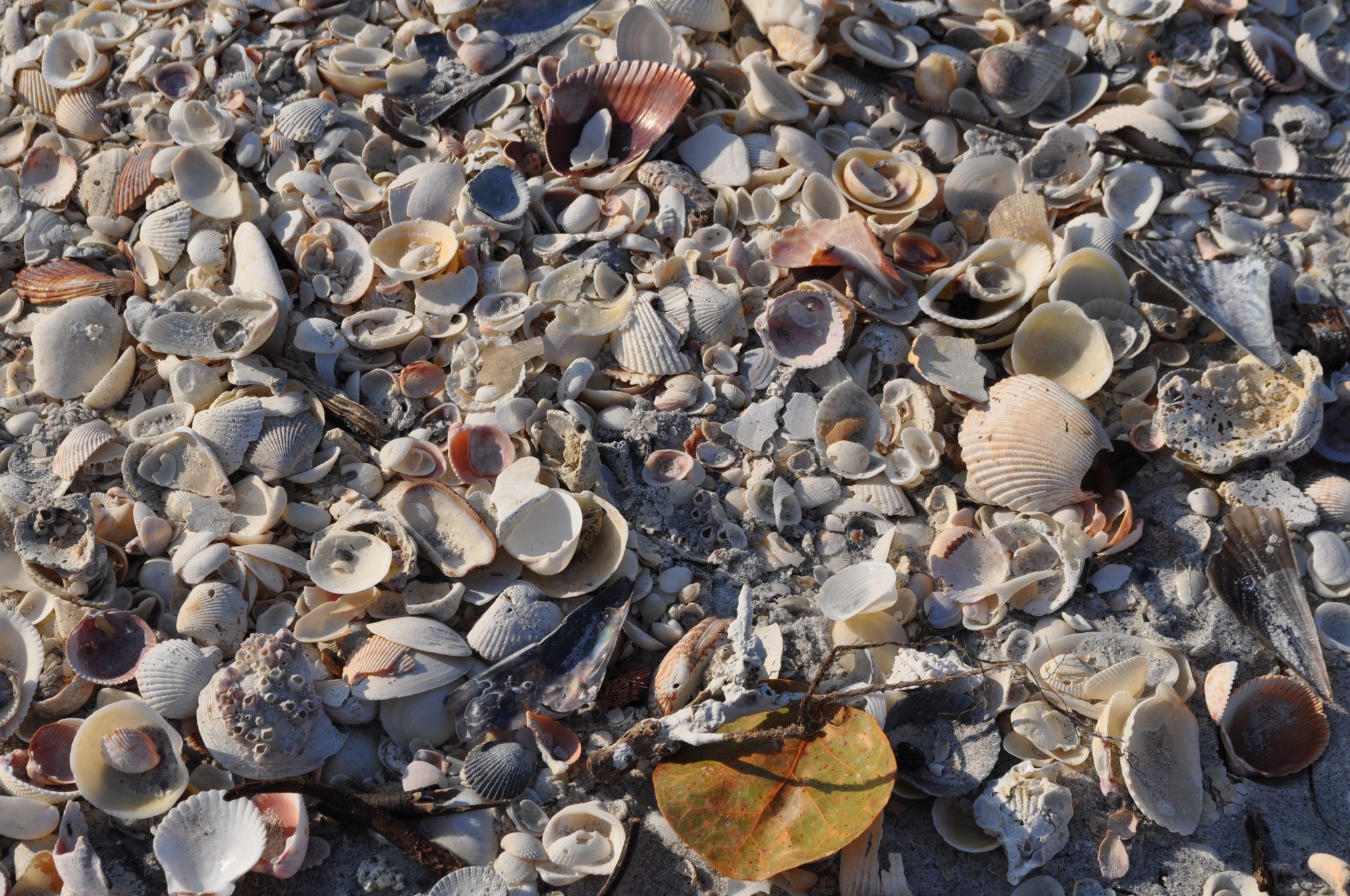 Seashells by Lauren Siegert, Flickr