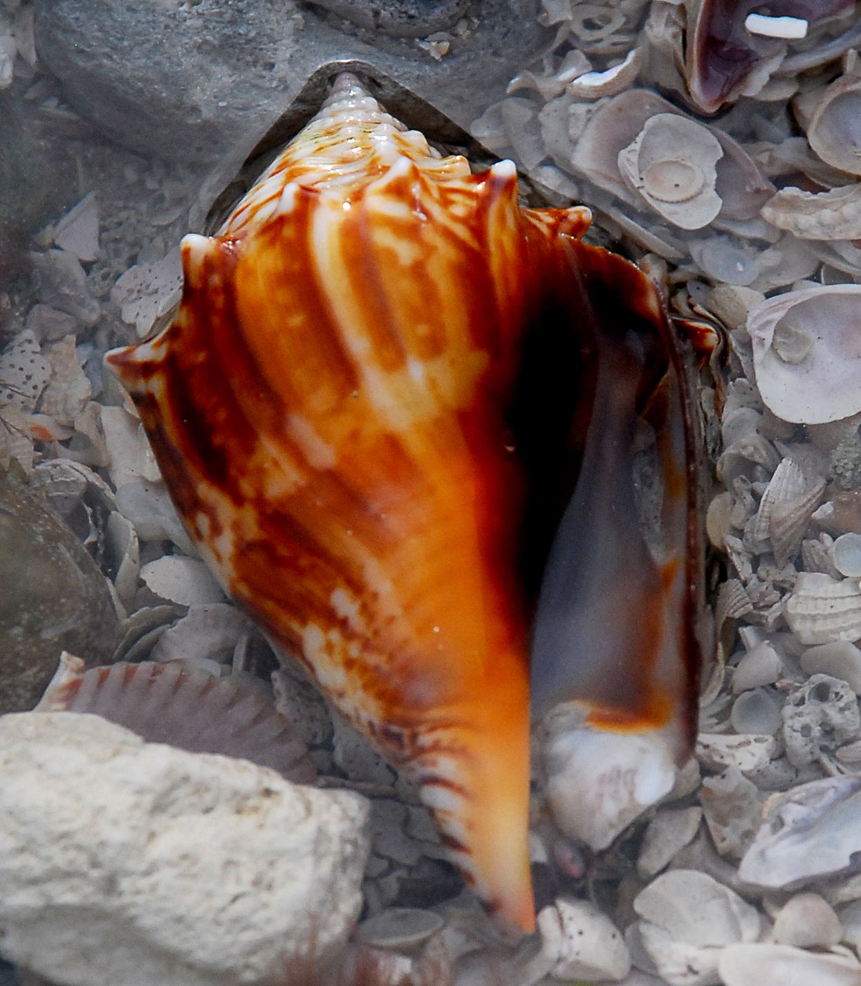 Florida Fighting Conch Shell by Trish Hartmann, Flickr
