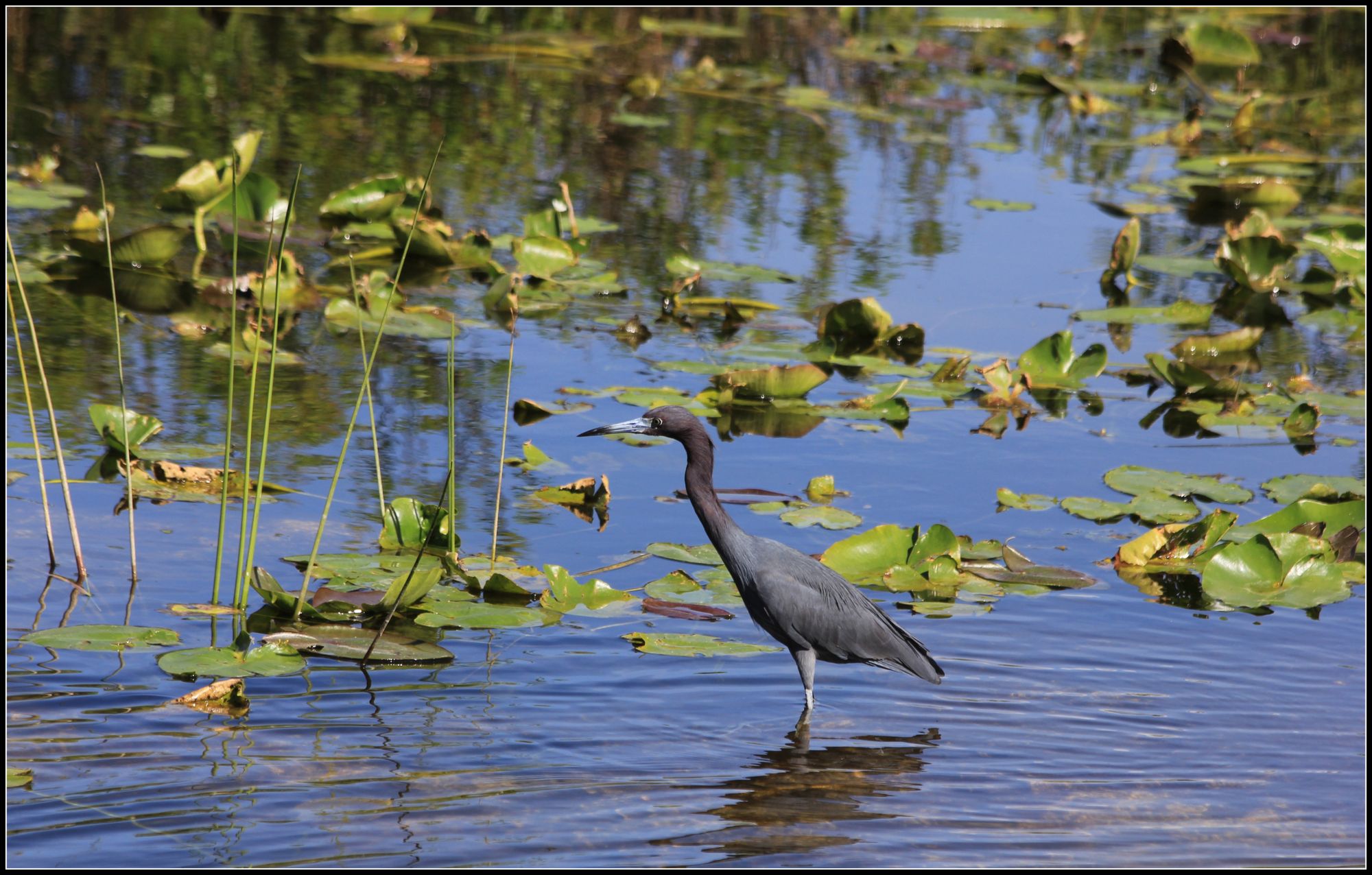 Little blue heron by cuatrok77, Flickr