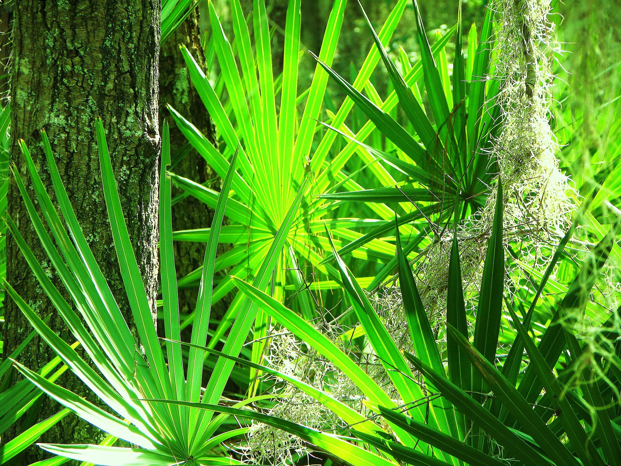 Saw Palmetto in a Forest Setting by Forest Farming, Flickr
