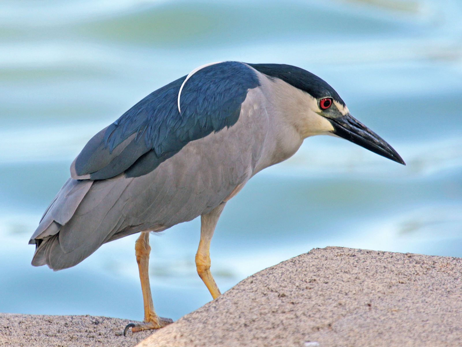 Black-crowned night heron by Dick Daniels, Wikimedia Commons