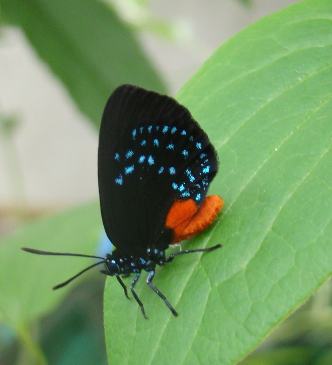 Eumaeus atala by Queerbubbles, Wikimedia Commons