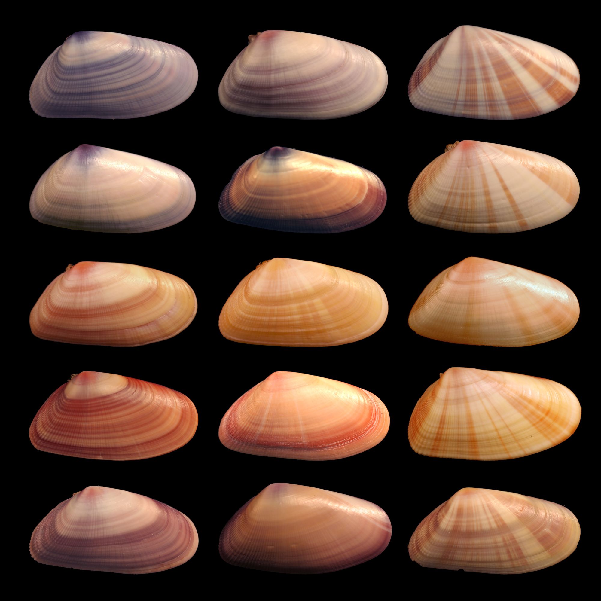 Coquina variation by Debivort, Wikimedia Commons