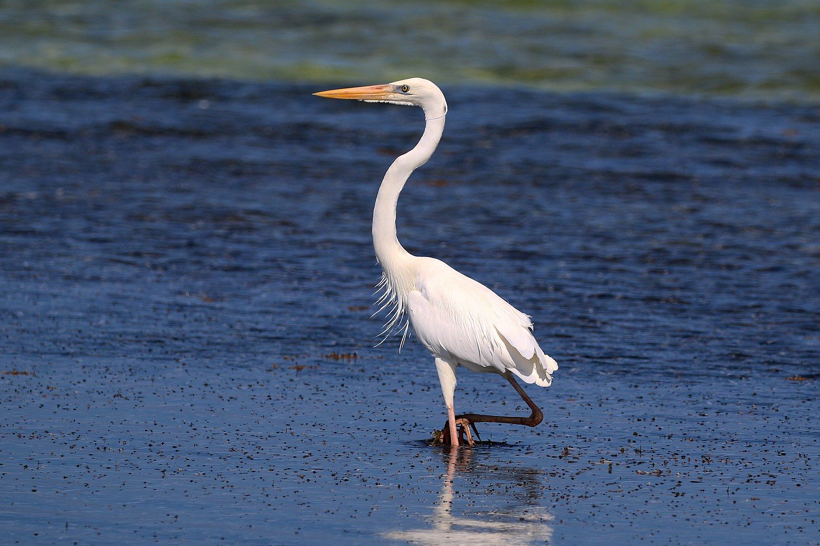 Great blue heron white form by Charles J Sharp, Wikimedia Commons