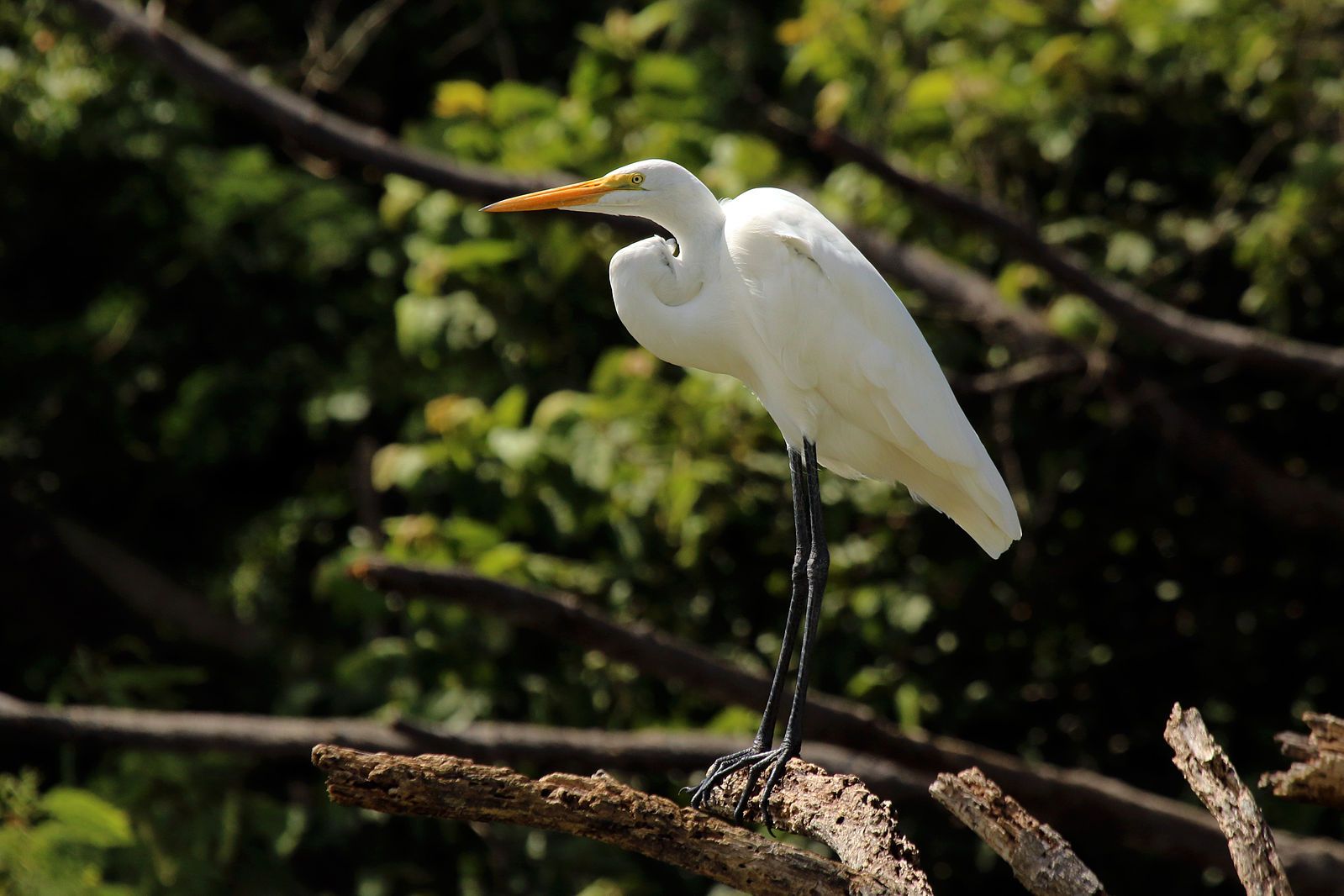 Great egret by Charles J Sharp, Wikimedia Commons