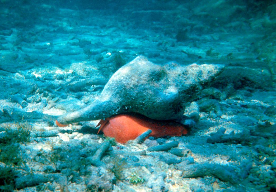 Florida Horse Conch by Heather Dine, Wikimedia Commons