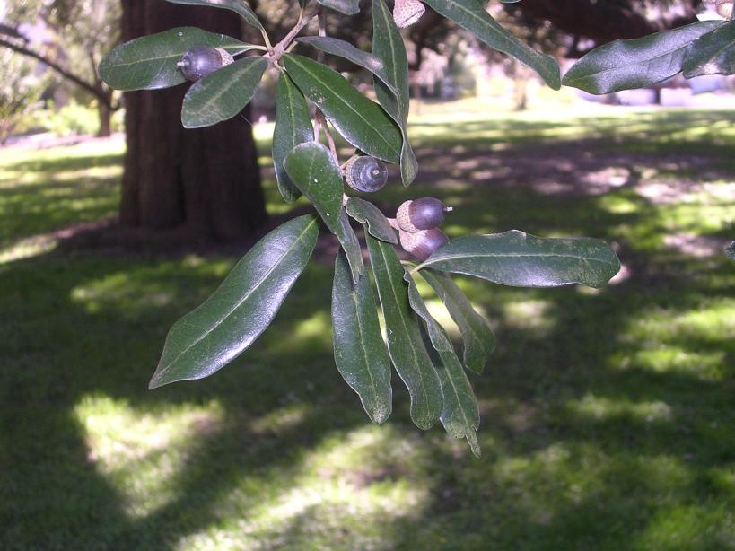 Quercus virginiana leaves and acorns by Phr, Wikimedia Commons