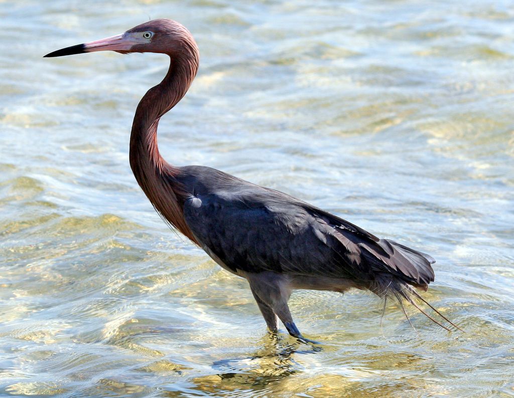 Reddish egret by Googieman, Wikimedia Commons