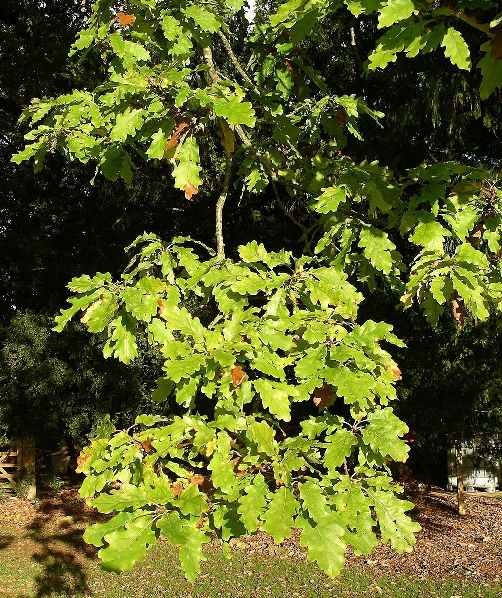 White oak foliage by Velela, Wikimedia Commons