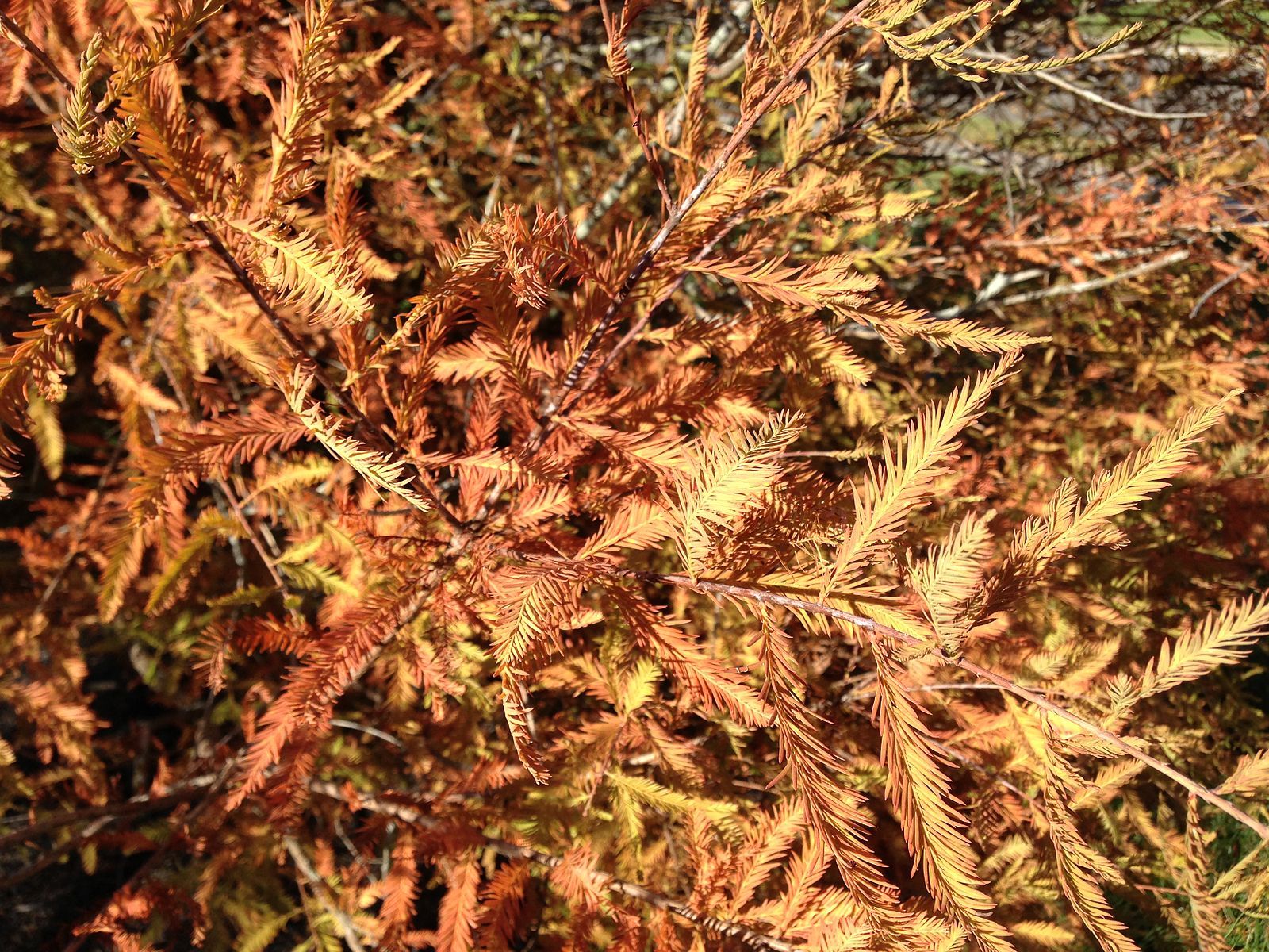 Bald Cypress Foliage During Autumn by Famartin, Wikimedia Commons