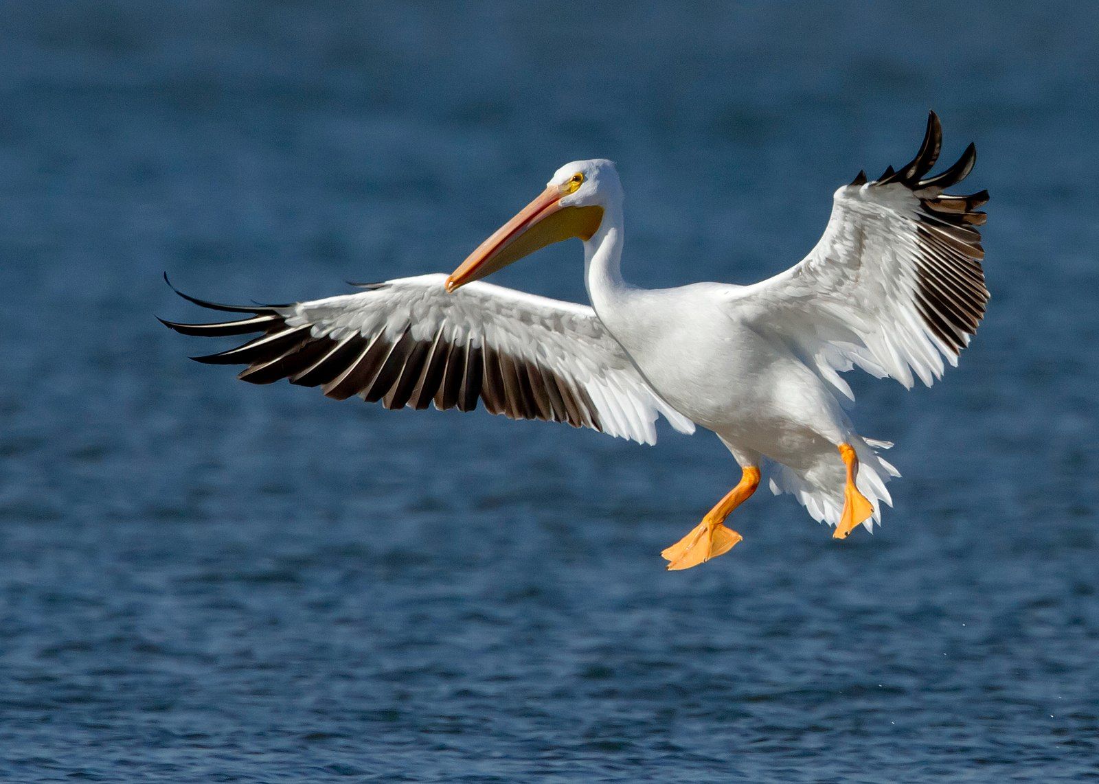 American White Pelican by Manjith Kainickara, Flickr