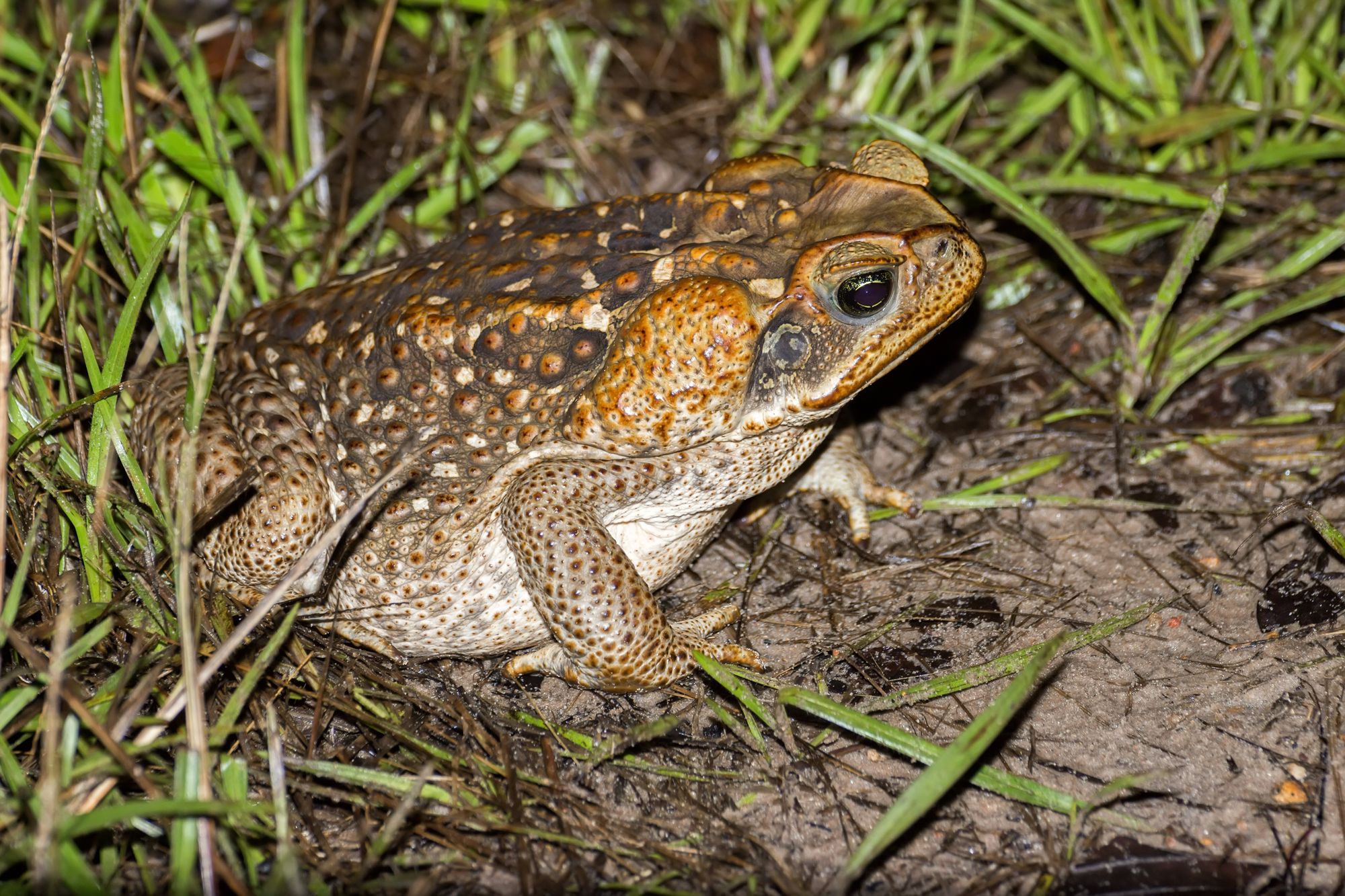 Cane Toad by Fernando Flores, Flickr