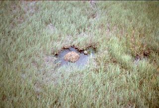 Alligator Hole by South Florida Management District