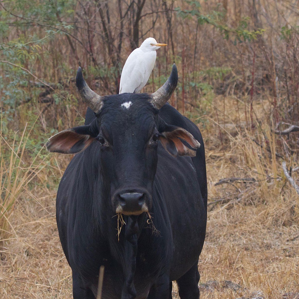 Cattle egret on cattle by Nagarjun, Wikimedia Commons