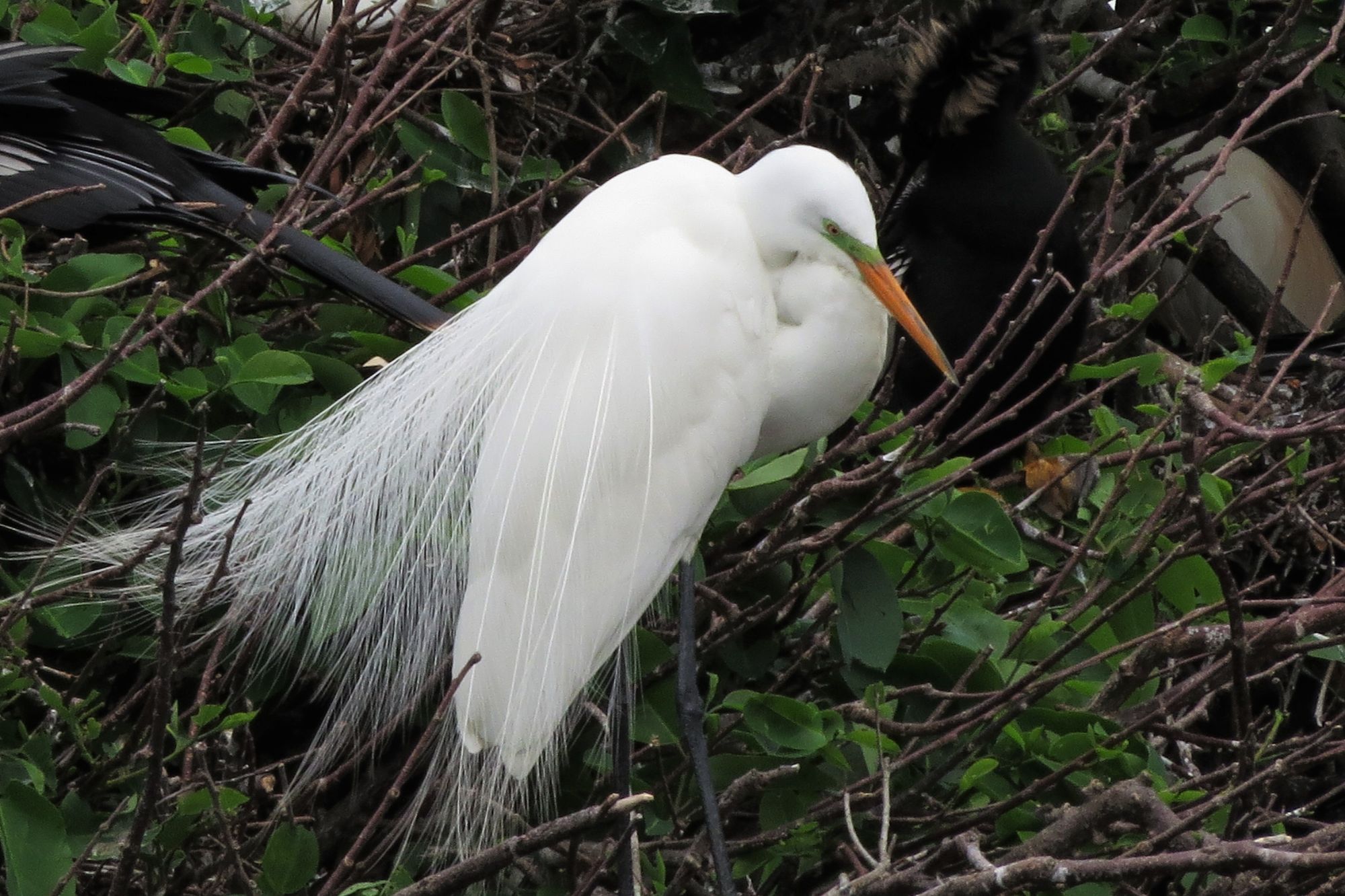 Great Egret in Breeding Colors by Susan Young, Flickr