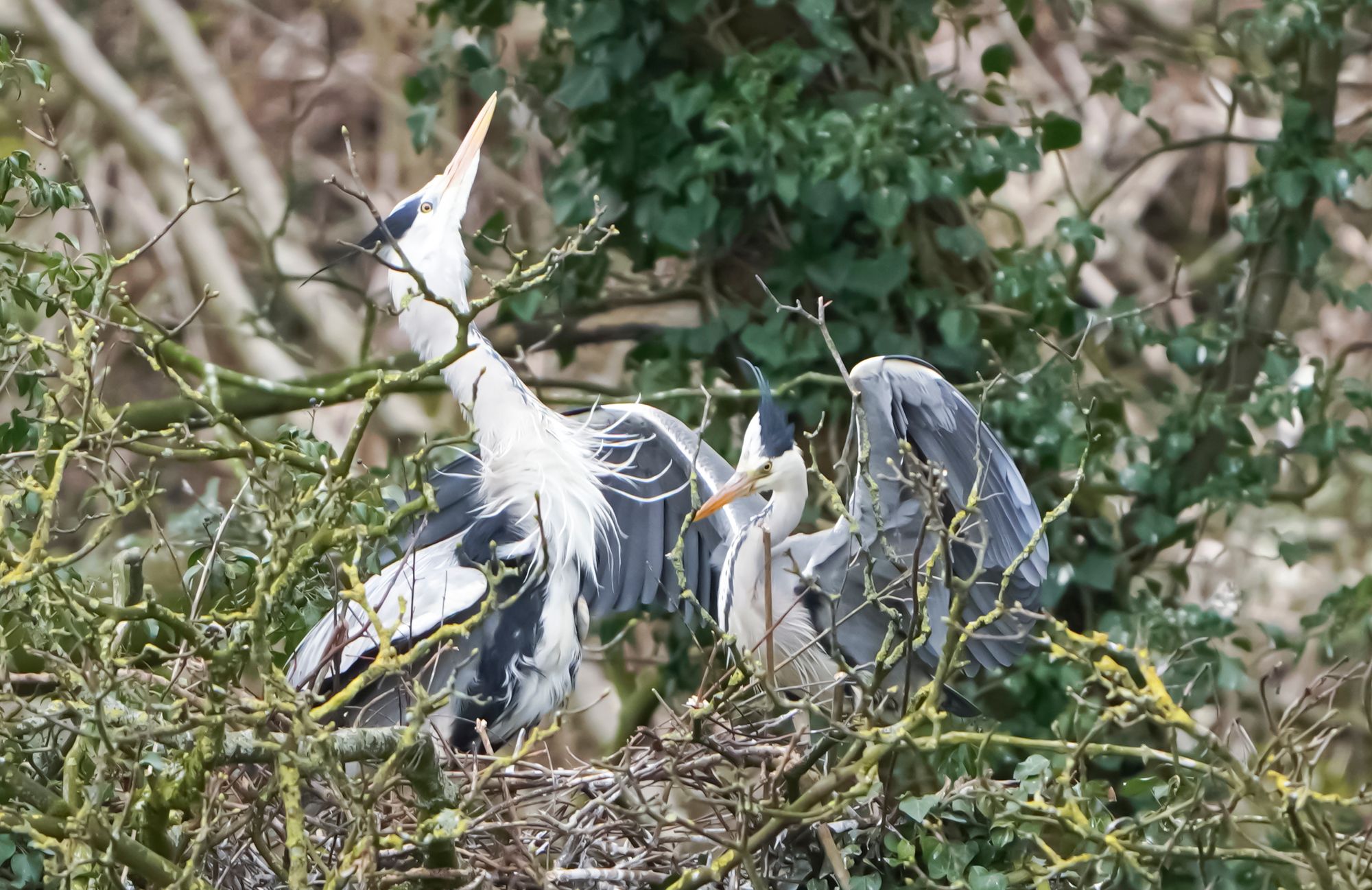 Heron Displaying on Nest by Martyn Fletcher, Flickr