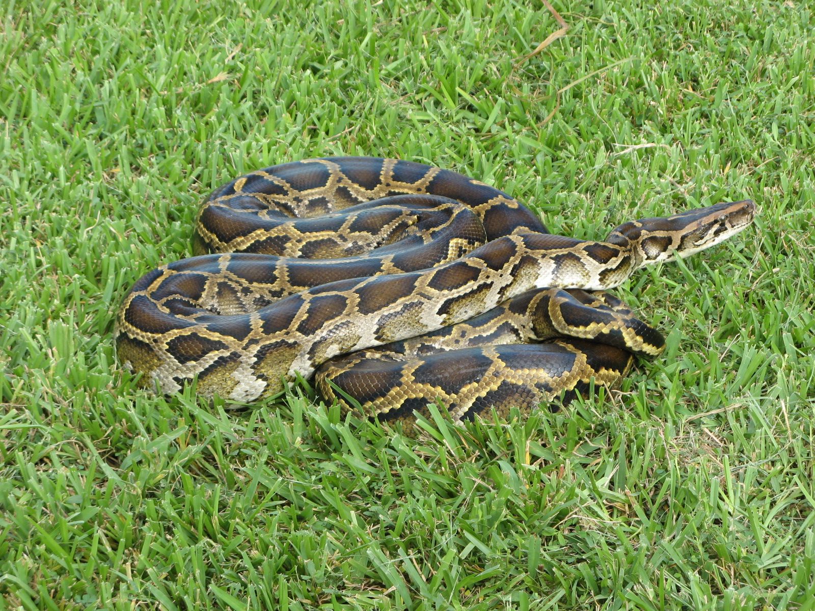 Burmese python in the Everglades by US Fish and Wildlife Service, Flickr