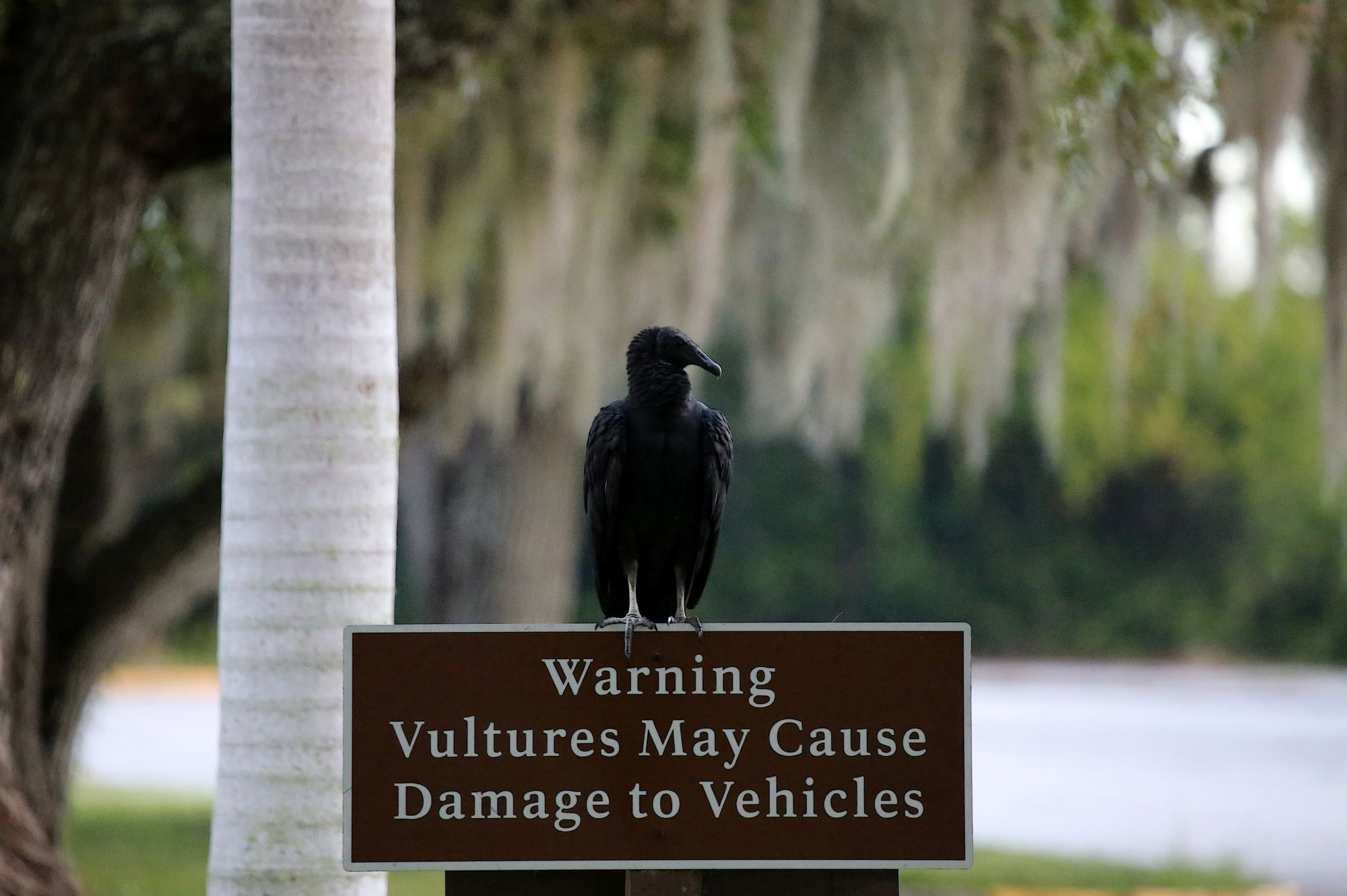 Black vulture on sign by cuatrok77, Flickr