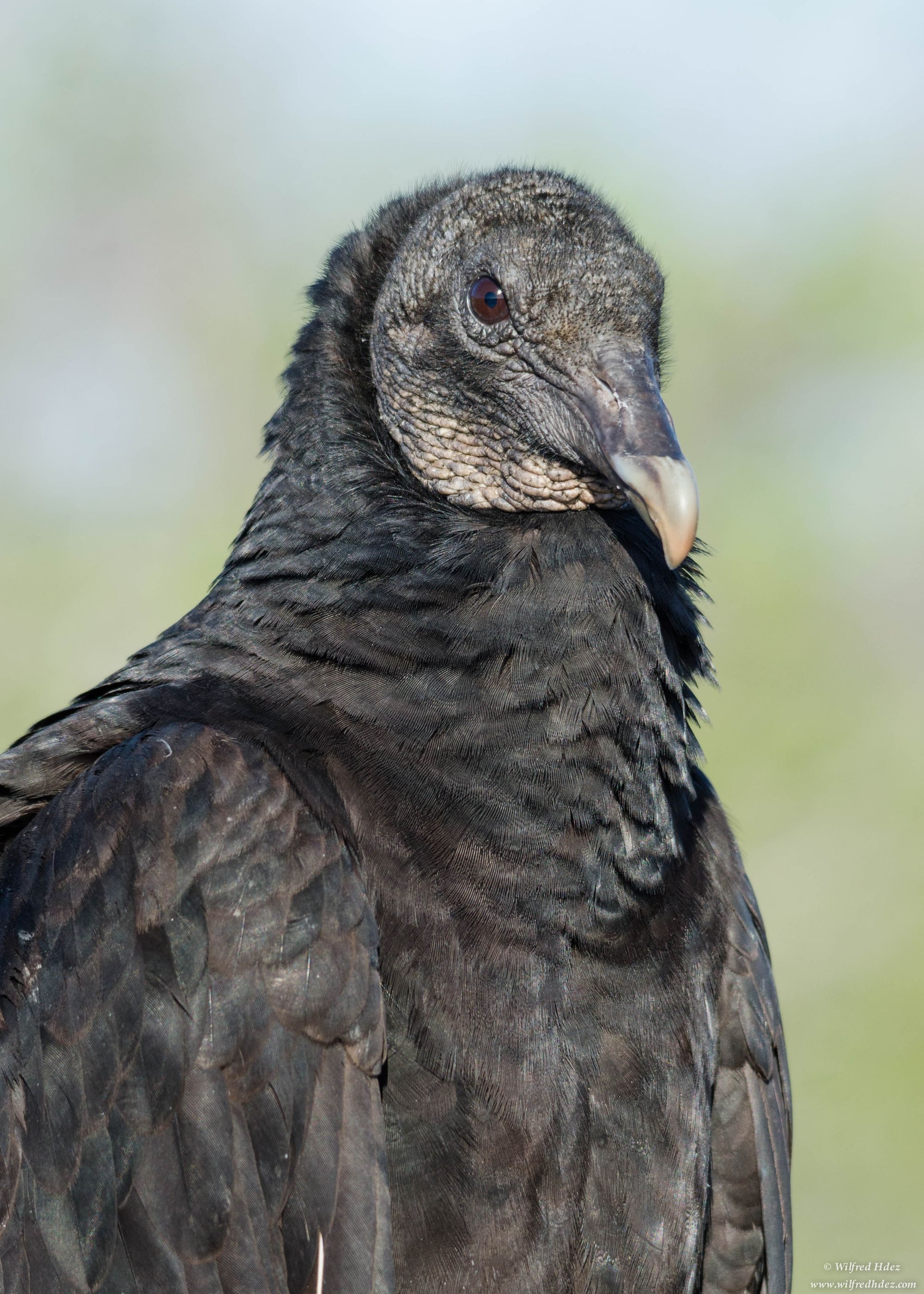 Black vulture by Wilfred Hdez, Flickr