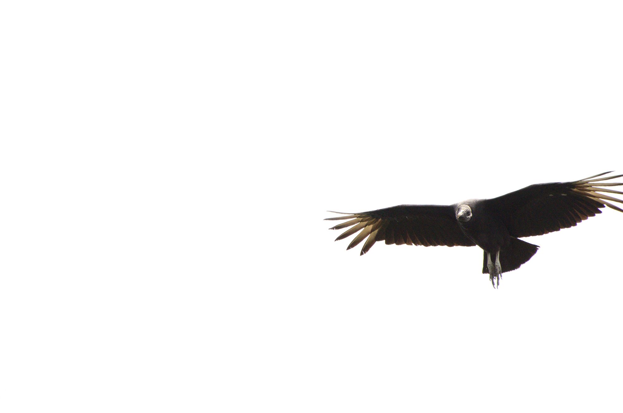 Black vulture in flight by Luis Alejandro Bernal Romero, Flickr