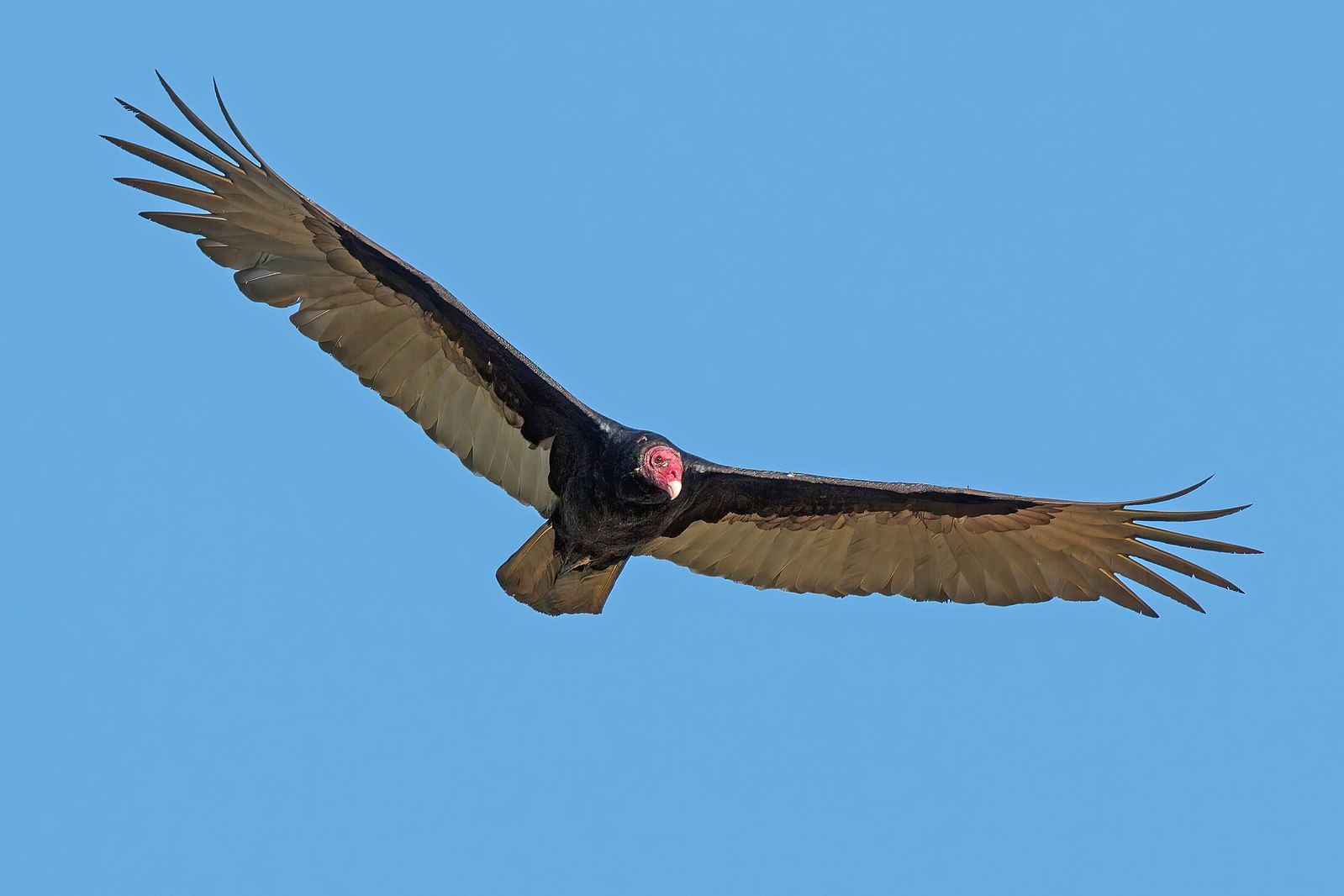 Turkey vulture in flight by Charles J. Sharp, Wikimedia Commons