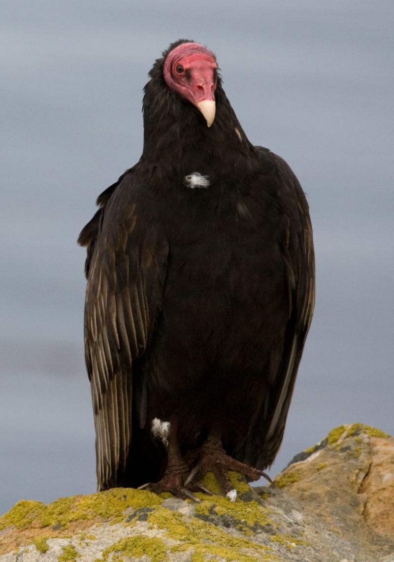 Turkey vulture by Samuel Blanc, Wikimedia Commons