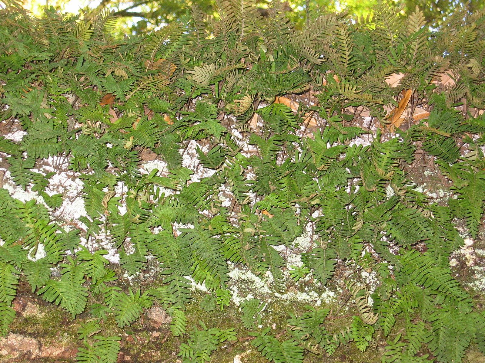 Resurrection fern on an oak limb by DanielCD, Wikimedia Commons