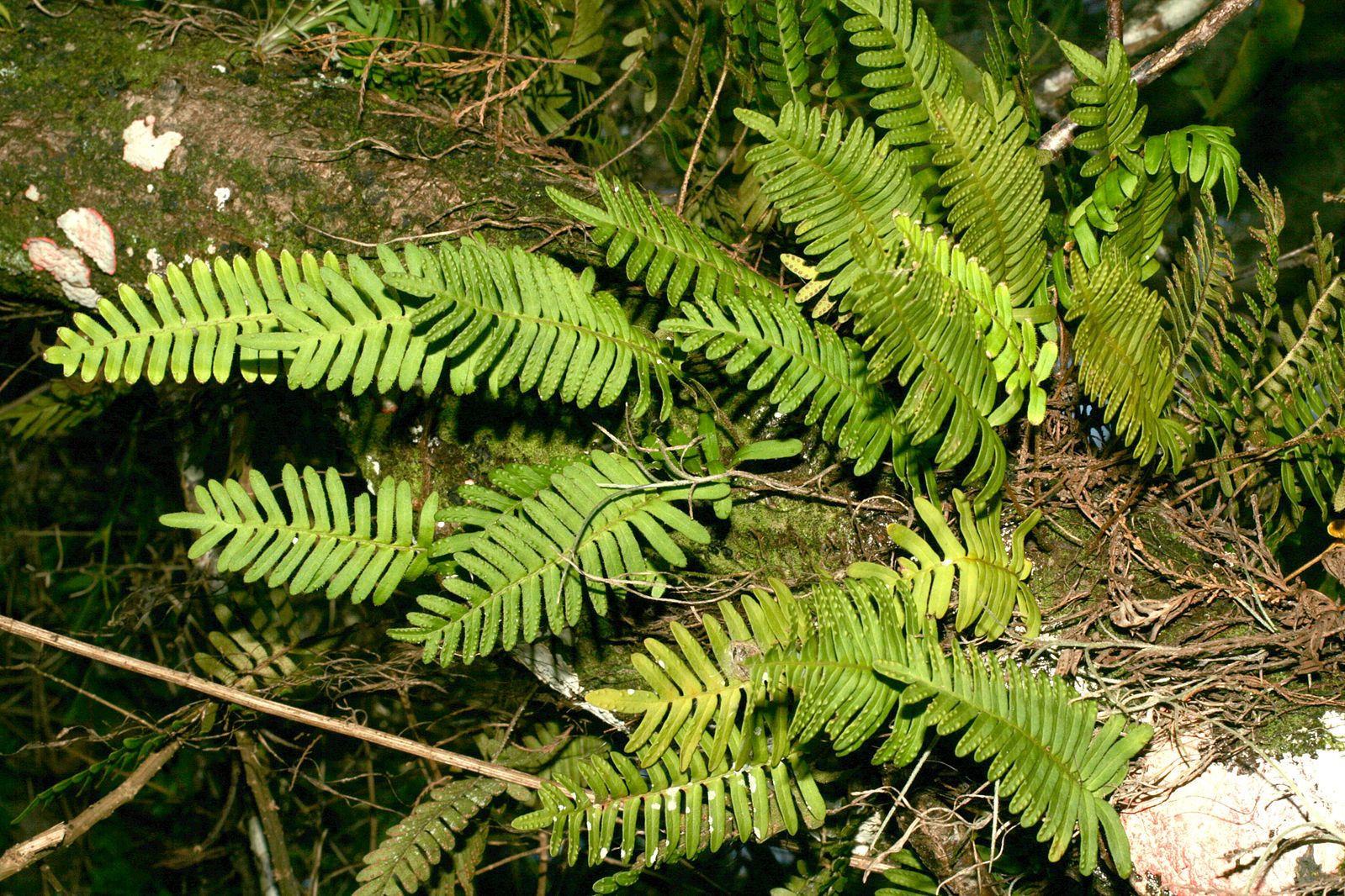 Resurrection fern by Korall, Wikimedia Commons