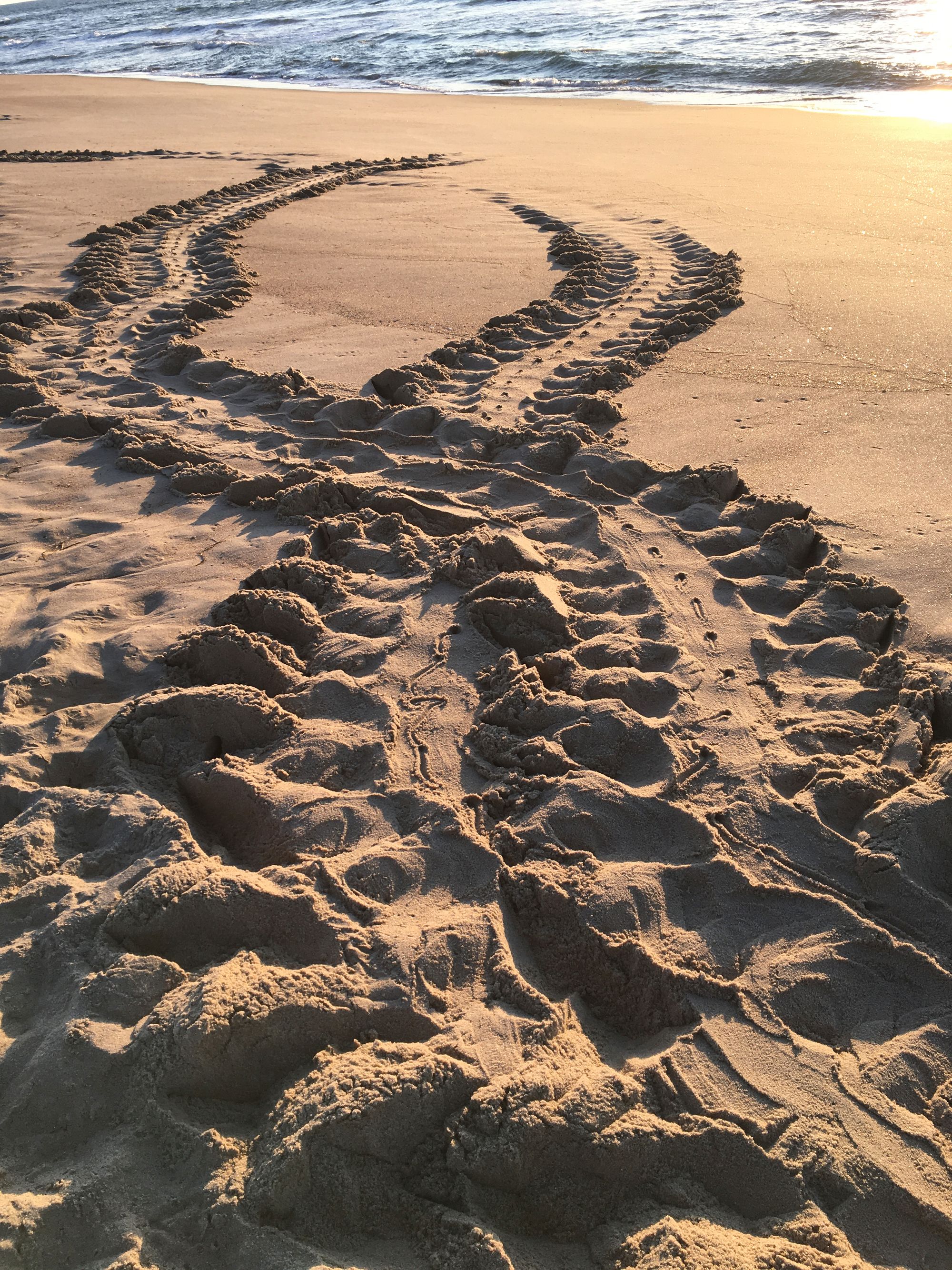 Green Sea Turtle Track by Cape Hatteras National Seashore, Flickr