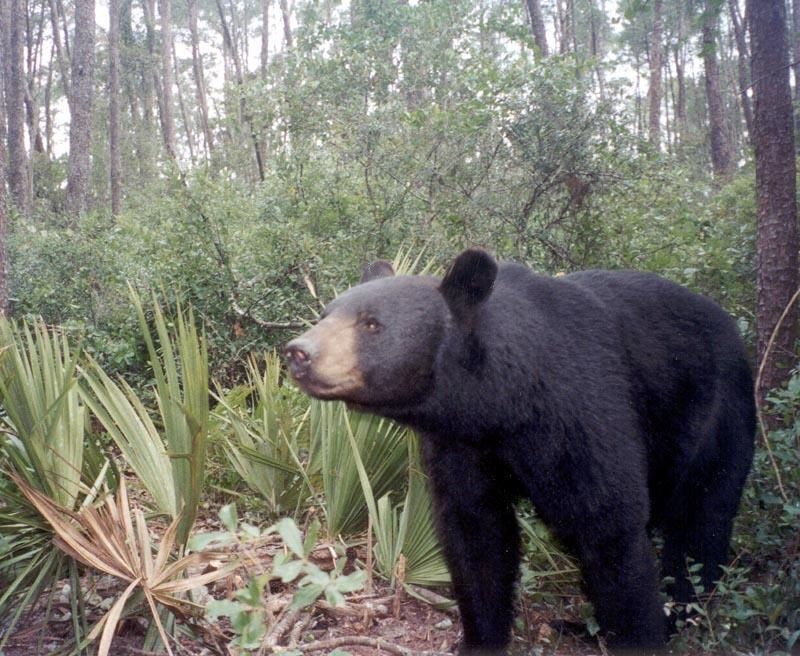 Florida Black Bear by Florida Fish and Wildlife Conservation Commission, Wikimedia Commons