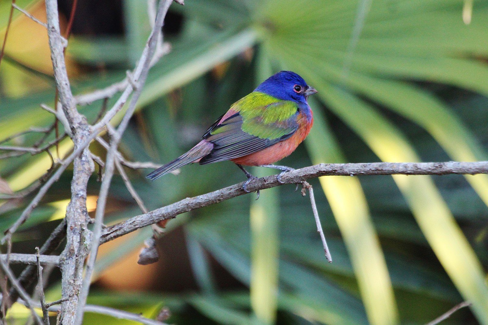 Painted Bunting by Sandhillcrane, Wikimedia Commons