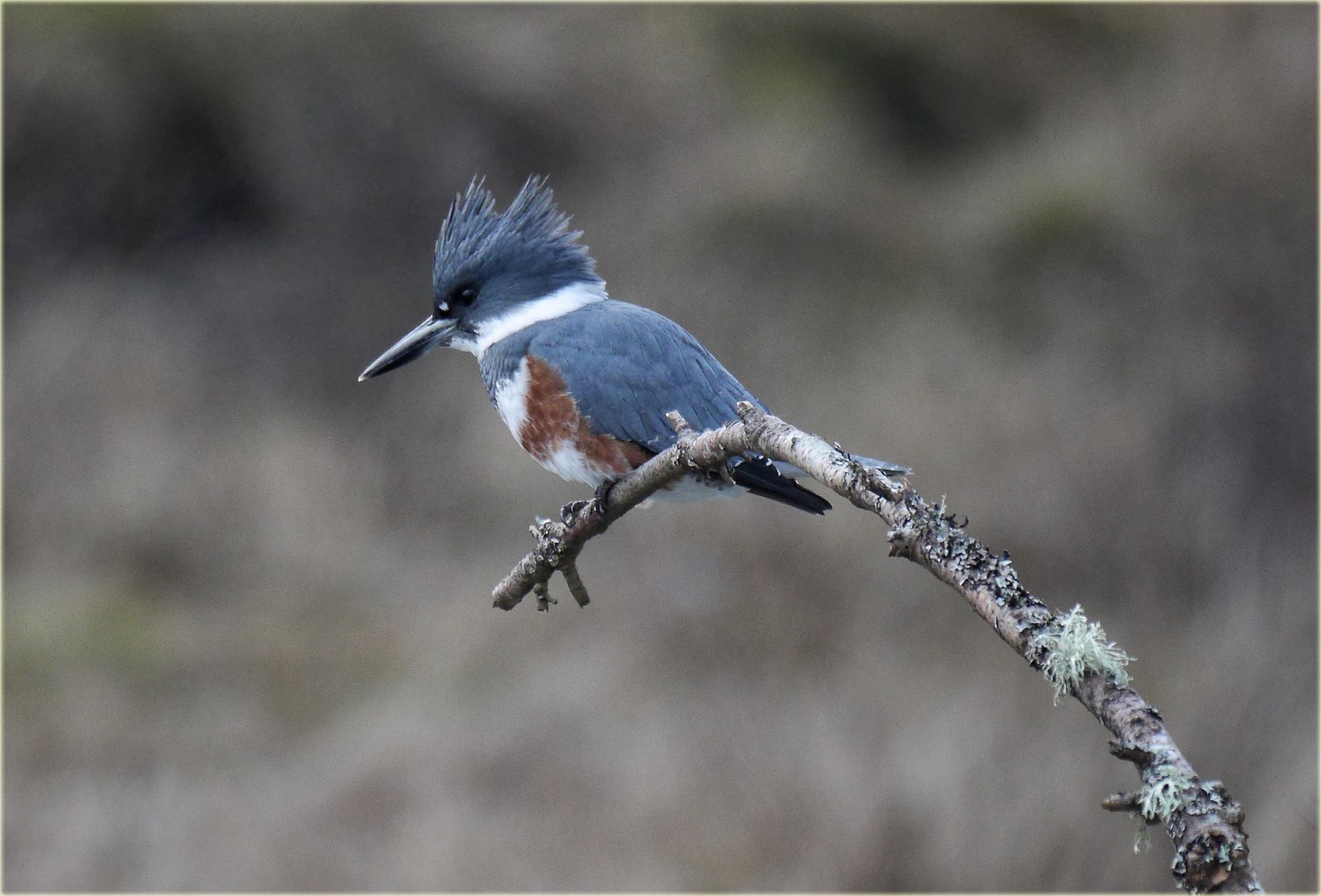 Belted Kingfisher by marneejill, Flickr